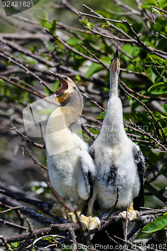 Image of anhinga, anhinga anhinga, water turkey