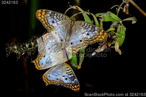 Image of white peacock, phoenix, az