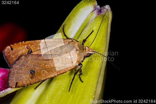 Image of large yellow underwing, noctua pronuba