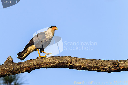 Image of caracara cheriway, northern crested caracara