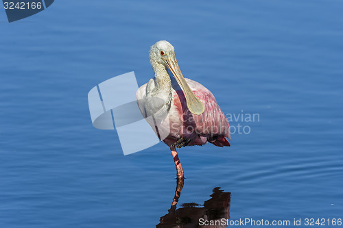 Image of roseate spoonbill, platalea ajaja