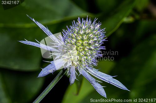 Image of eryngium planum