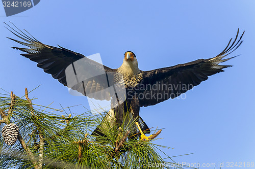 Image of caracara cheriway, northern crested caracara