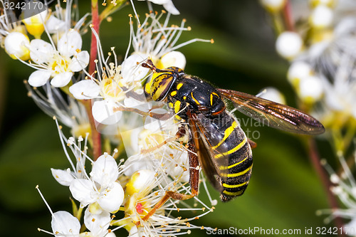 Image of spilomyia longicornis