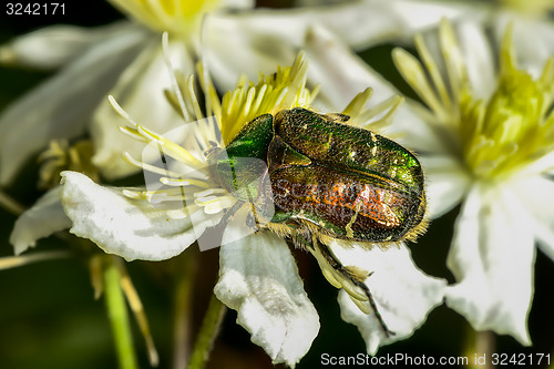 Image of rose chafer, cetonia aurata