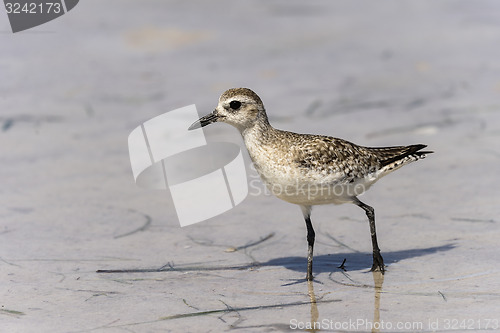 Image of semipalmated sandpiper,calidris pusilla