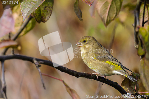 Image of greenfinch, carduelis  cloris