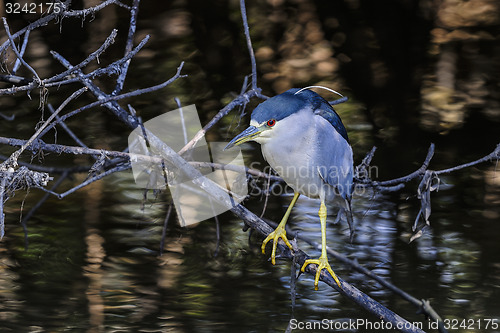 Image of black-crowned night heron, nycticorax nycticorax