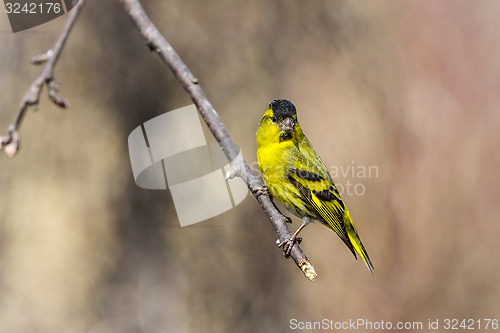 Image of eurasian siskin, carduelis spinus