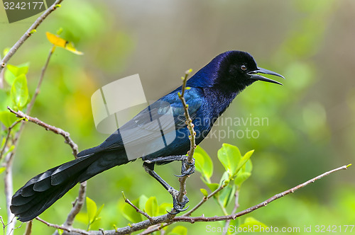 Image of boat-tailed grackle,  quiscalus major