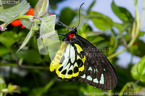 Image of cairns birdwing,  ornithoptera euphorion