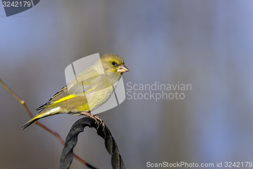 Image of greenfinch, carduelis  cloris