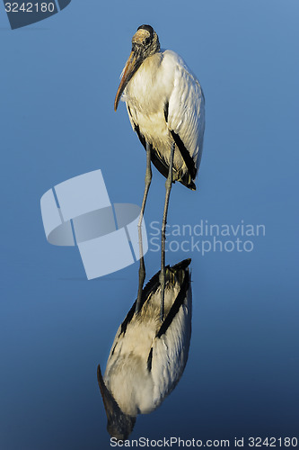 Image of wood stork, mycteria americana