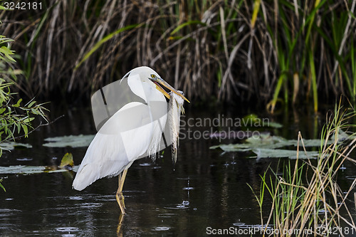 Image of great white heron (a.k.a. great blue heron)