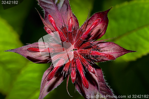 Image of bergamot, monarda didyma