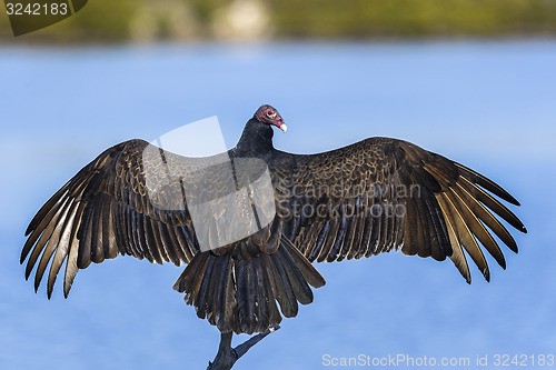 Image of turkey vulture, cathartes aura