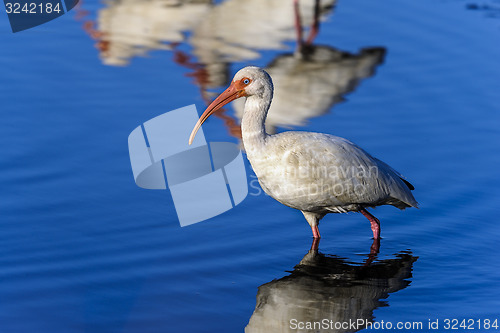 Image of american white ibis, eudocimus albus