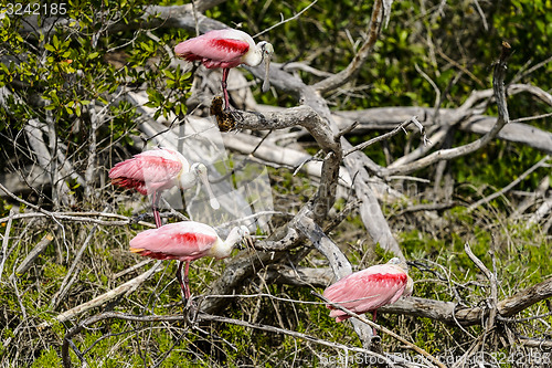 Image of roseate spoonbill, platalea ajaja