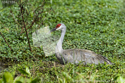 Image of sandhill crane, grus canadensis