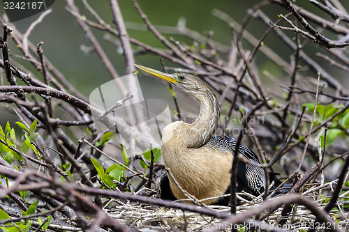 Image of anhinga, anhinga anhinga, water turkey