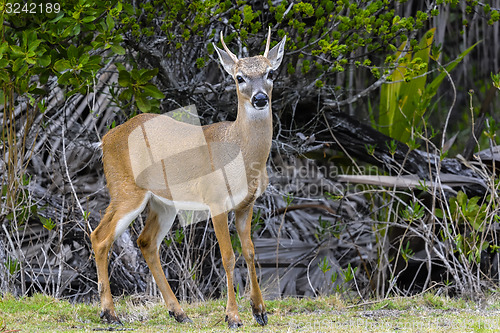 Image of key deer, odocoileus virginianus clavium