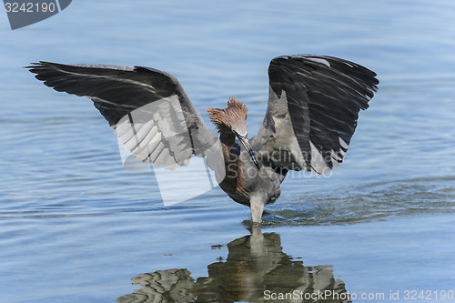 Image of reddish egret,  egretta rufescens