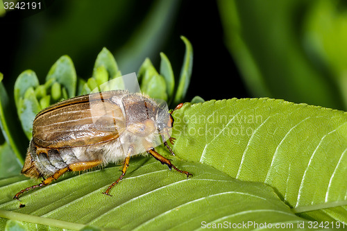 Image of forest cockchafer, melolontha hippocastani