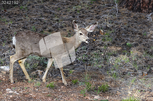 Image of mule deer, az