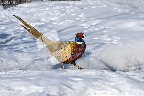 Image of common pheasant, phasianus colchicus