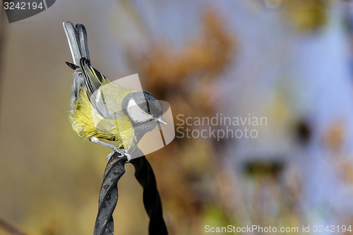 Image of great tit, parus major