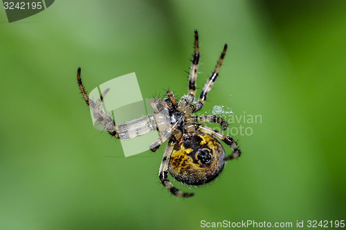 Image of araneus quadratus