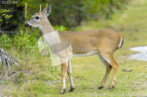 Image of key deer, odocoileus virginianus clavium