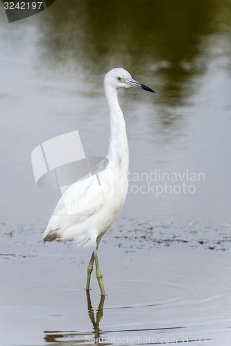 Image of egretta caerulea, little blue heron