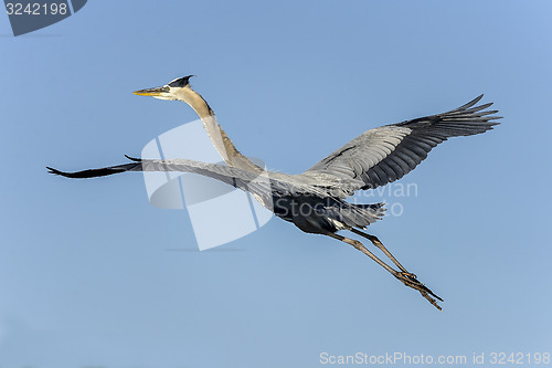 Image of great blue heron, ardea herodias