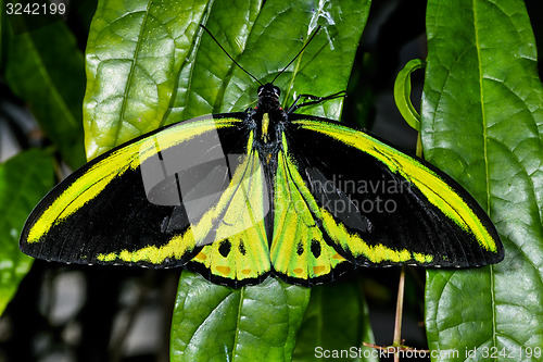 Image of cairns birdwing,  ornithoptera euphorion