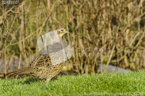 Image of common pheasant, phasianus colchicus