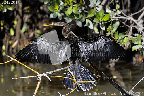 Image of anhinga, anhinga anhinga, water turkey