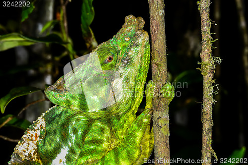 Image of parson’s chameleon, andasibe