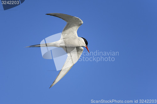 Image of arctic tern, sterna paradisaea