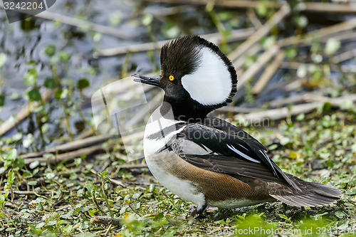 Image of hooded merganser, lophodytes cucullatus