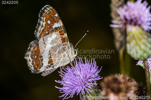Image of araschnia levana, map butterfly