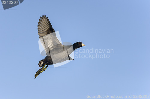 Image of american coot, fulica americana