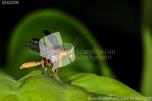 Image of cantharis pellucida