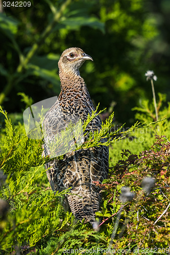 Image of common pheasant, phasianus colchicus