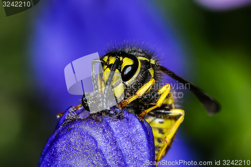 Image of german wasp, vespula germanica