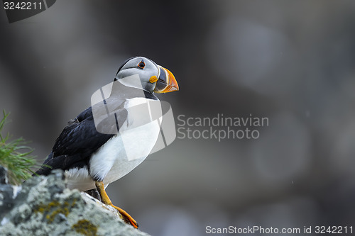 Image of atlantic puffin, fratercula arctica