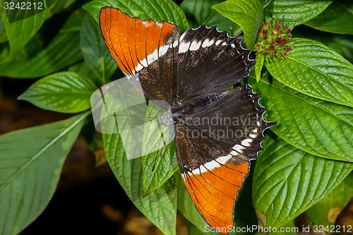 Image of brown siproeta, siproeta epaphus