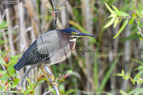 Image of green heron,  butorides virescens