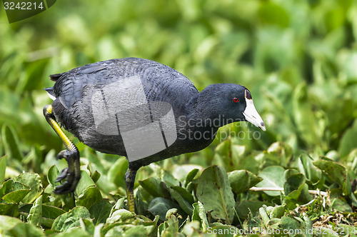 Image of american coot, fulica americana