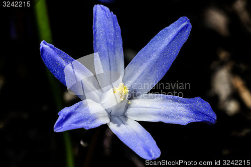 Image of glory of the snow, chionodoxa luciliae